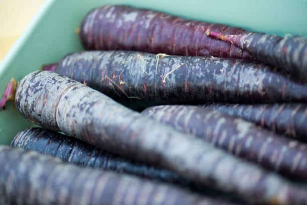 Purple carrots in the farmer market.