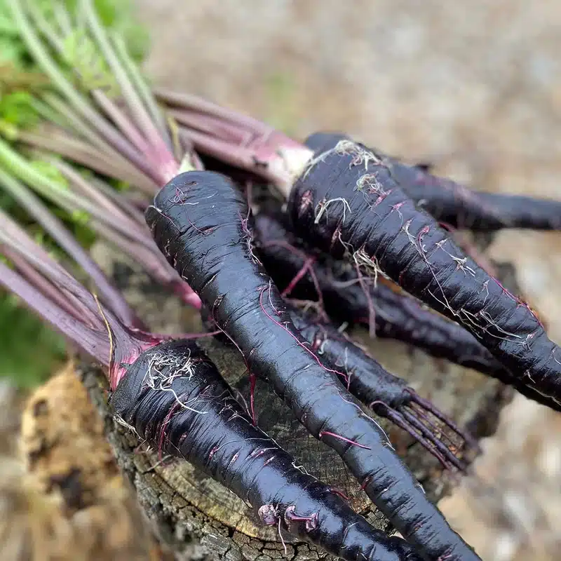 black carrot 2