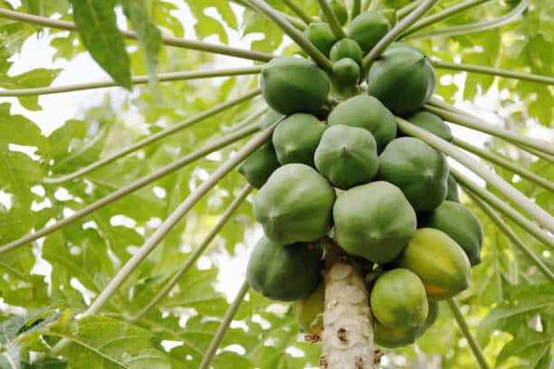 Close-up of Papaya tree and fruits