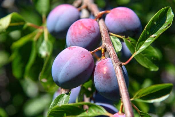 closeup of some ripe plums on a tree