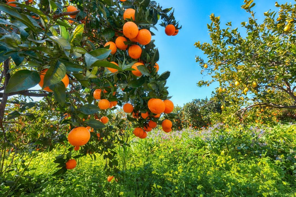 Ripe oranges on tree in orange garden.