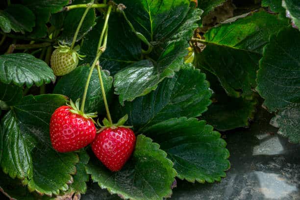 strawberrry 2