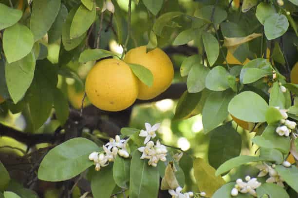 grapefruit on tree and blossoms, springtimeTucson, Arizona  USA