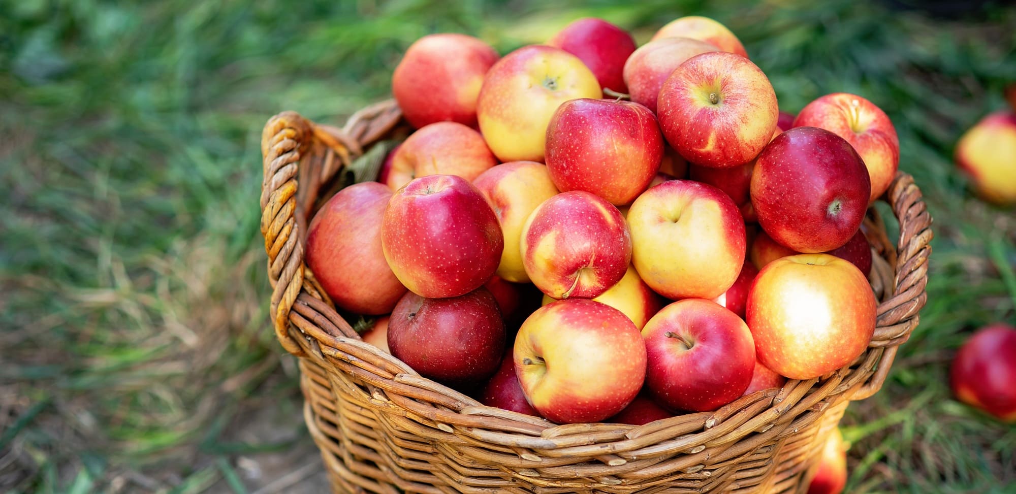 Apple harvest. Ripe red apples in the basket on the green grass.