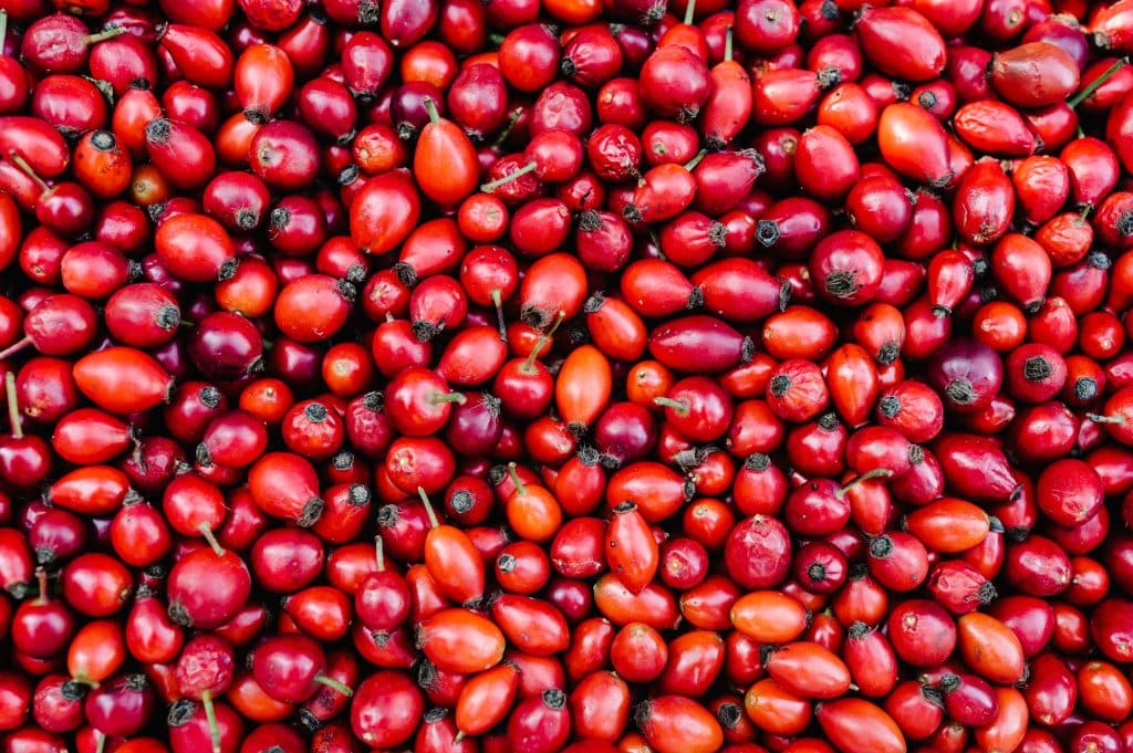 Background freshly harvested red Rosehips, fresh Berries from the dog rose. Rose hip fruits in box