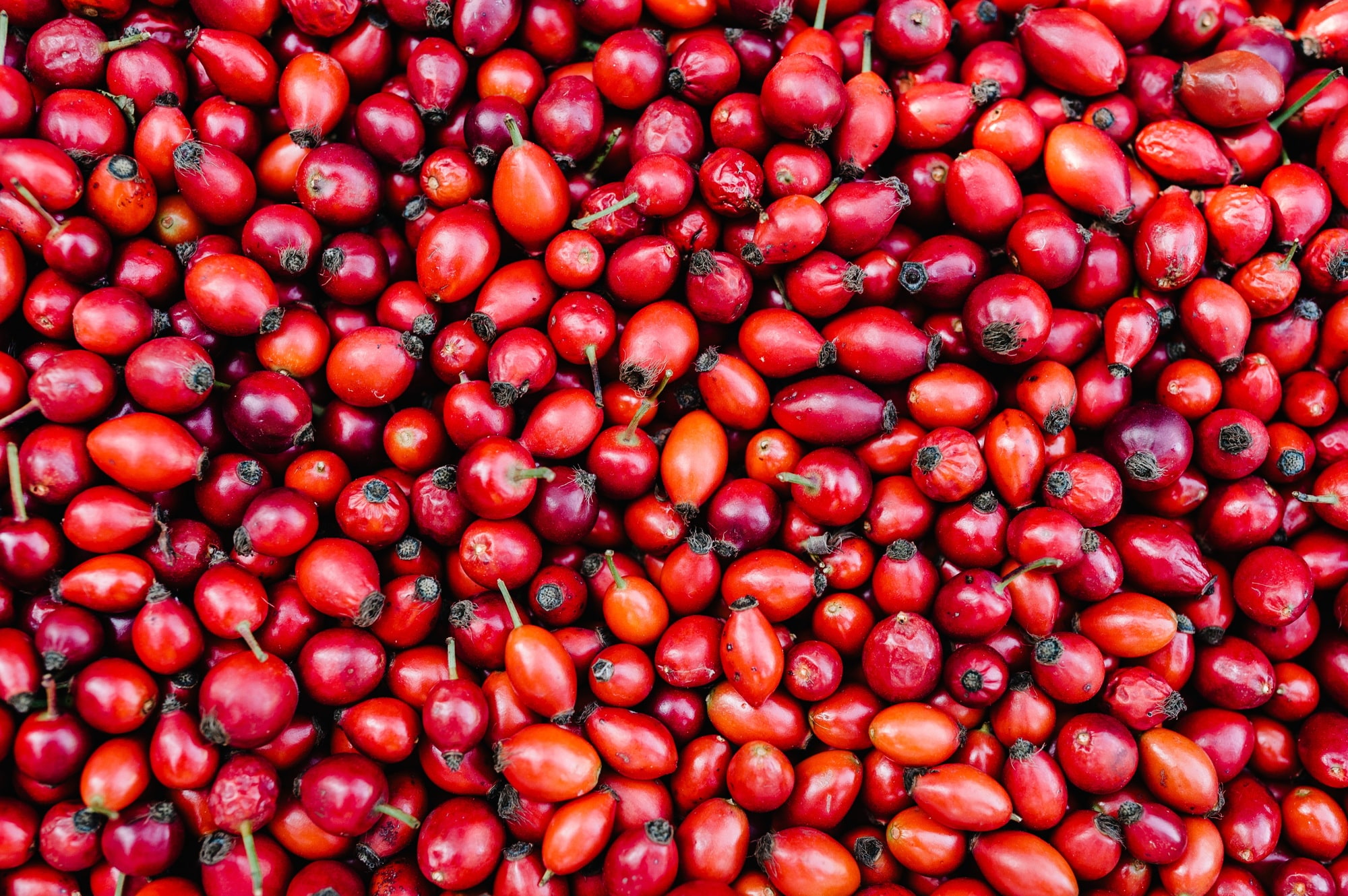 Background freshly harvested red Rosehips, fresh Berries from the dog rose. Rose hip fruits in box