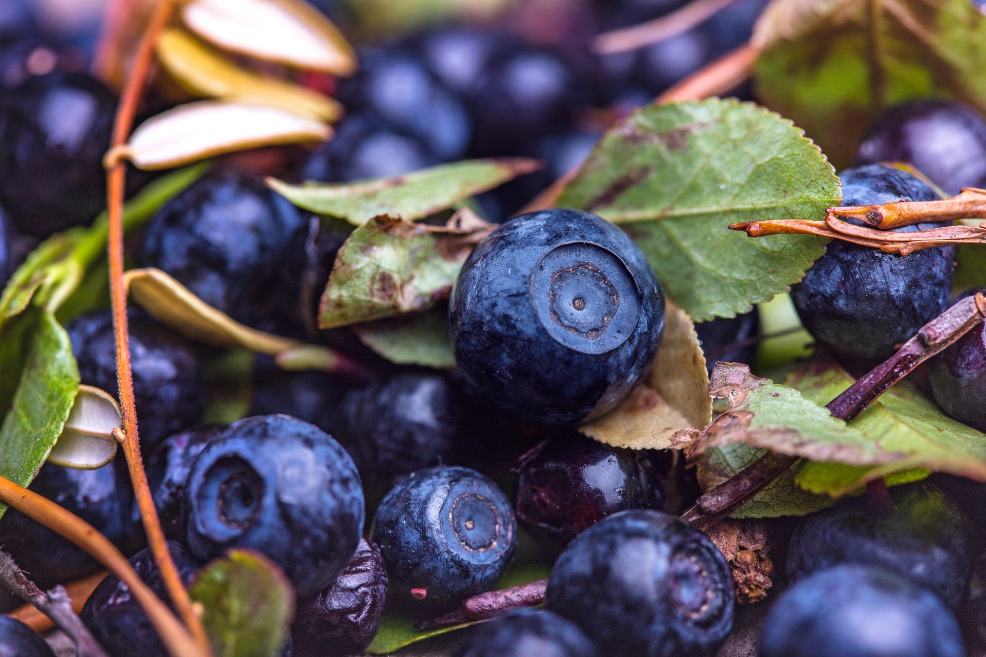 blueberries on a table