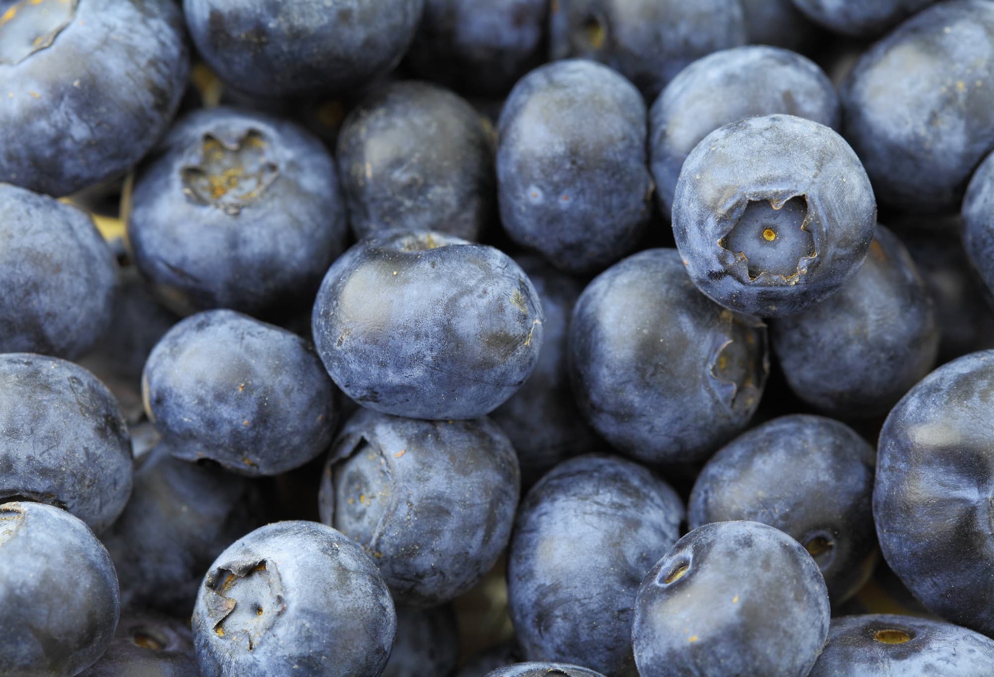 Blueberry