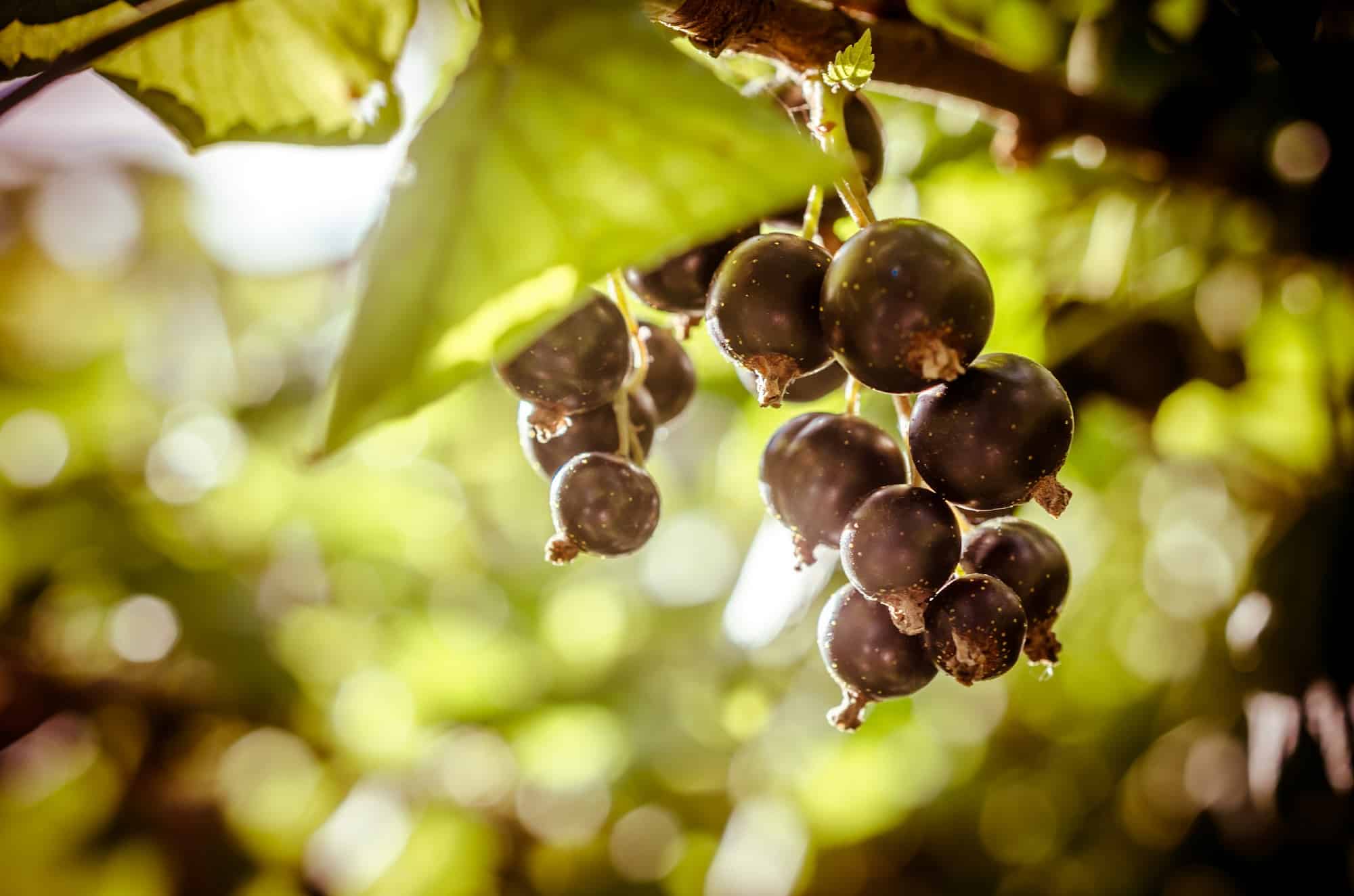 Bunch of black currant