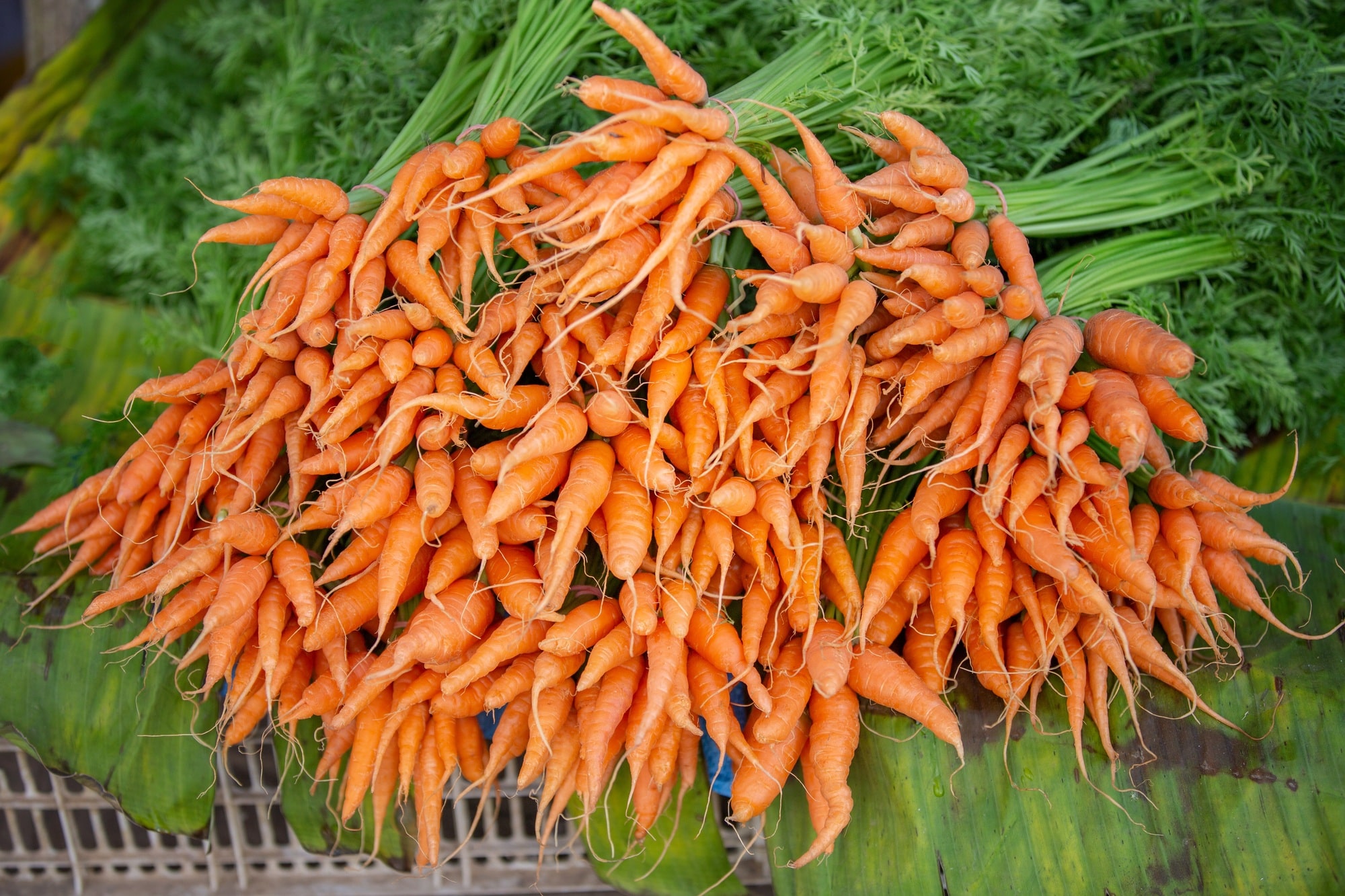 Carrots