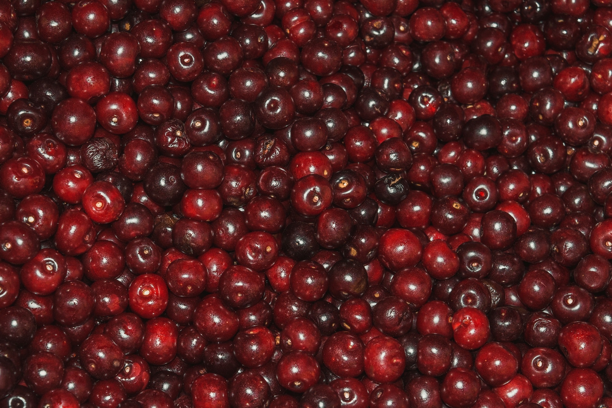 Closeup of Marasca cherry fruits, sour cherries used for creating liqueur