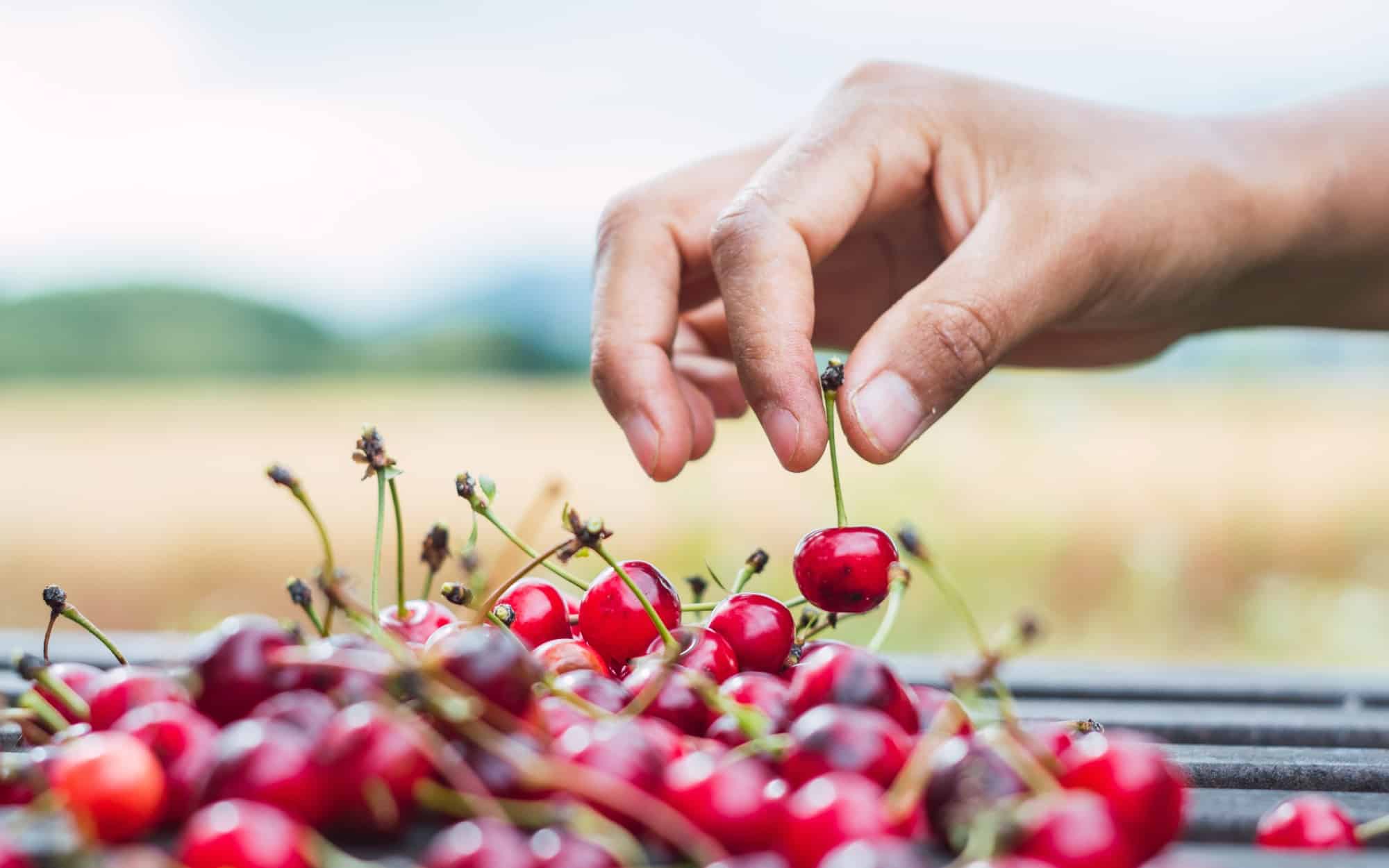 Closeup shot of a person's hand picking up a sour cherry from a bunch put on a wooden table