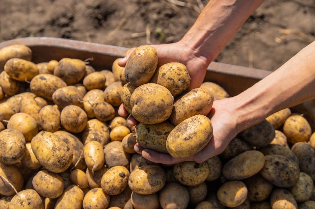 Digging potatoes. Harvest potatoes on the farm.