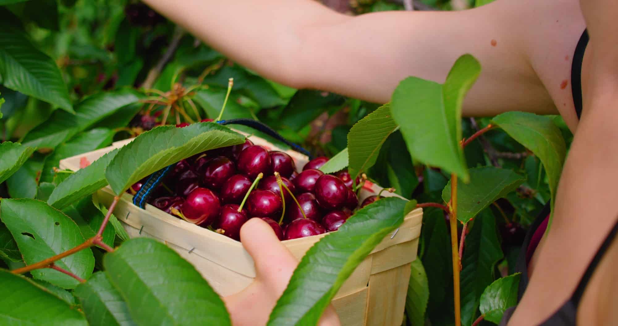 Farmer picking fresh sweet cherries. Cherry trees in orchard. Small local produce of fruits