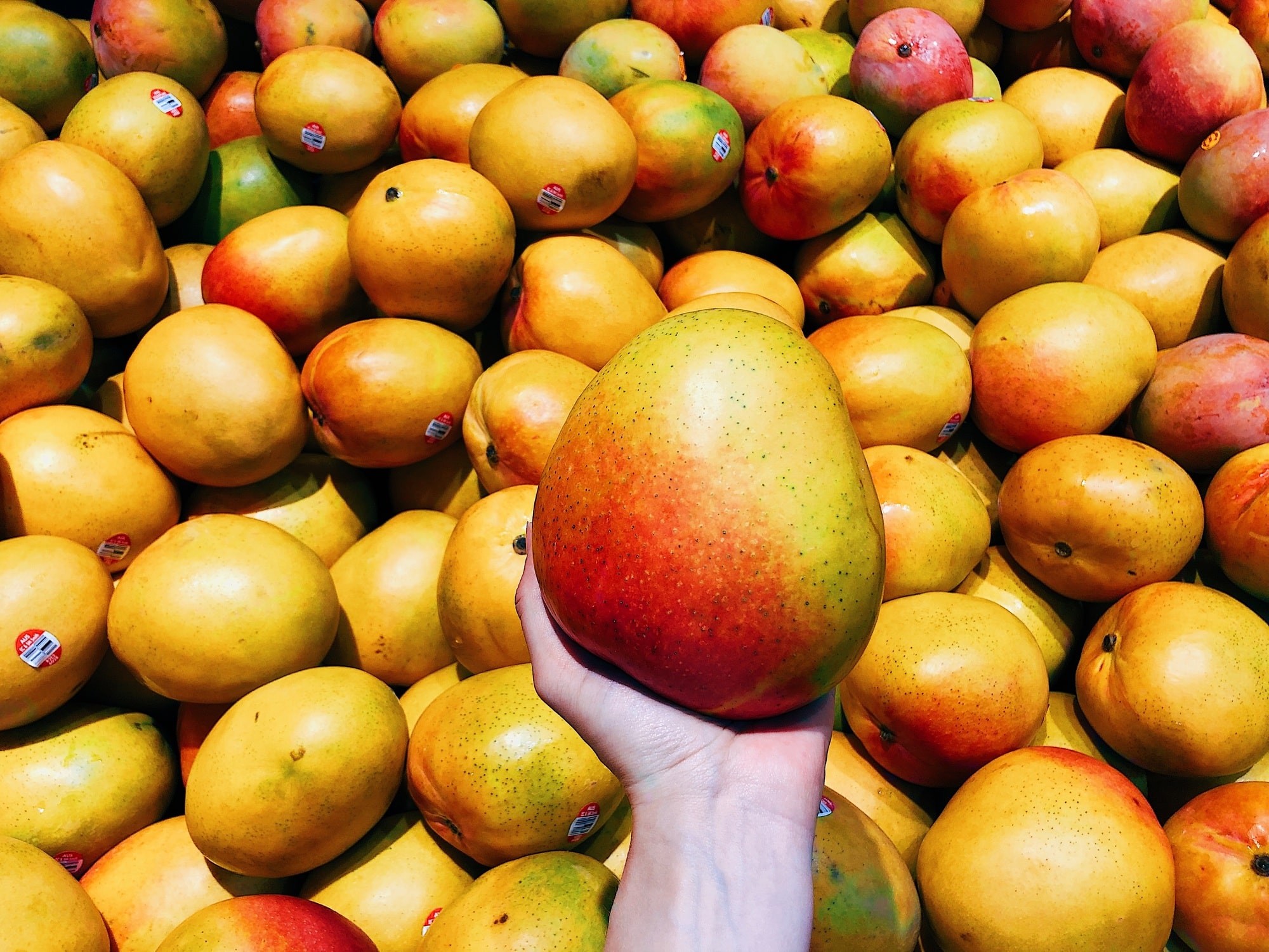 Fresh big mangoes