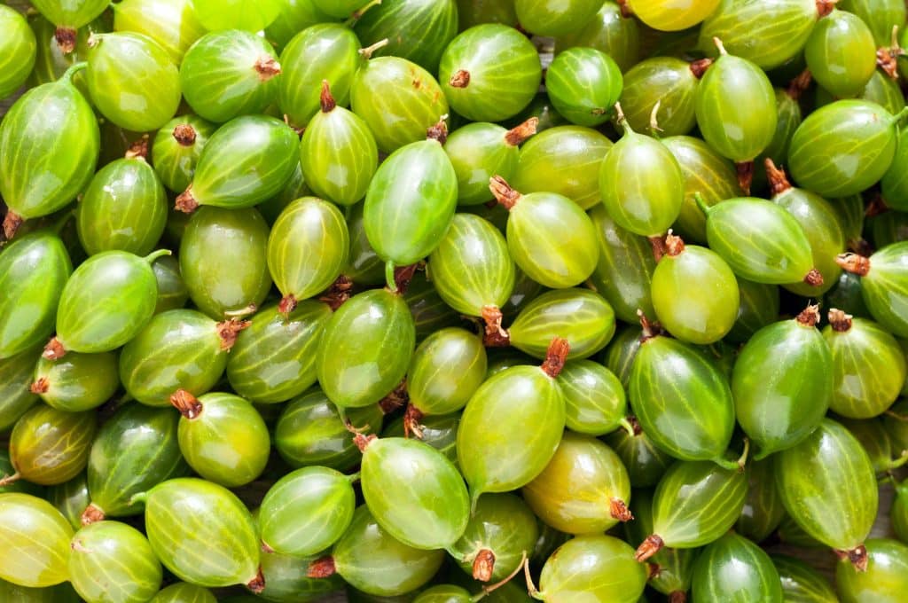 Fresh green gooseberries background. Gooseberries texture