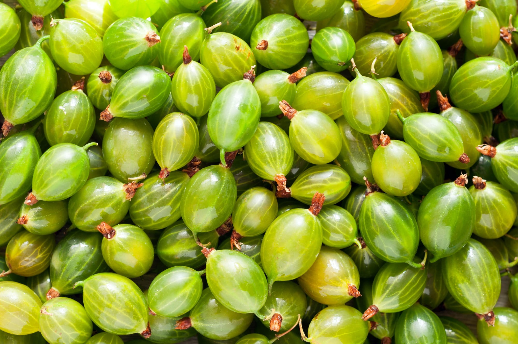 Fresh green gooseberries background. Gooseberries texture