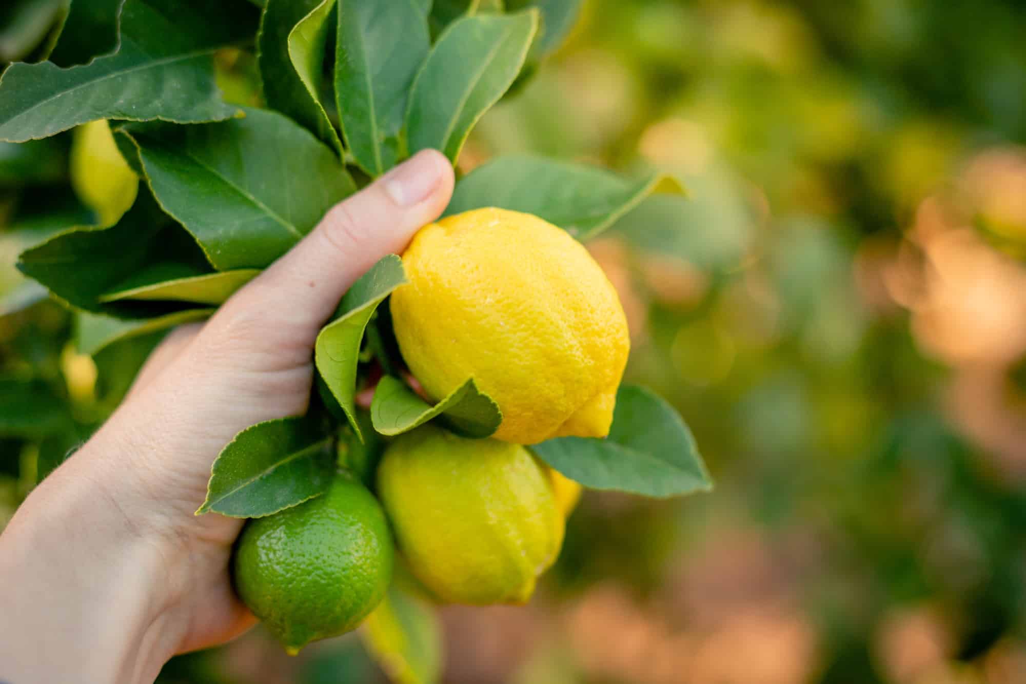 Hand holding lemons on a lemon tree
