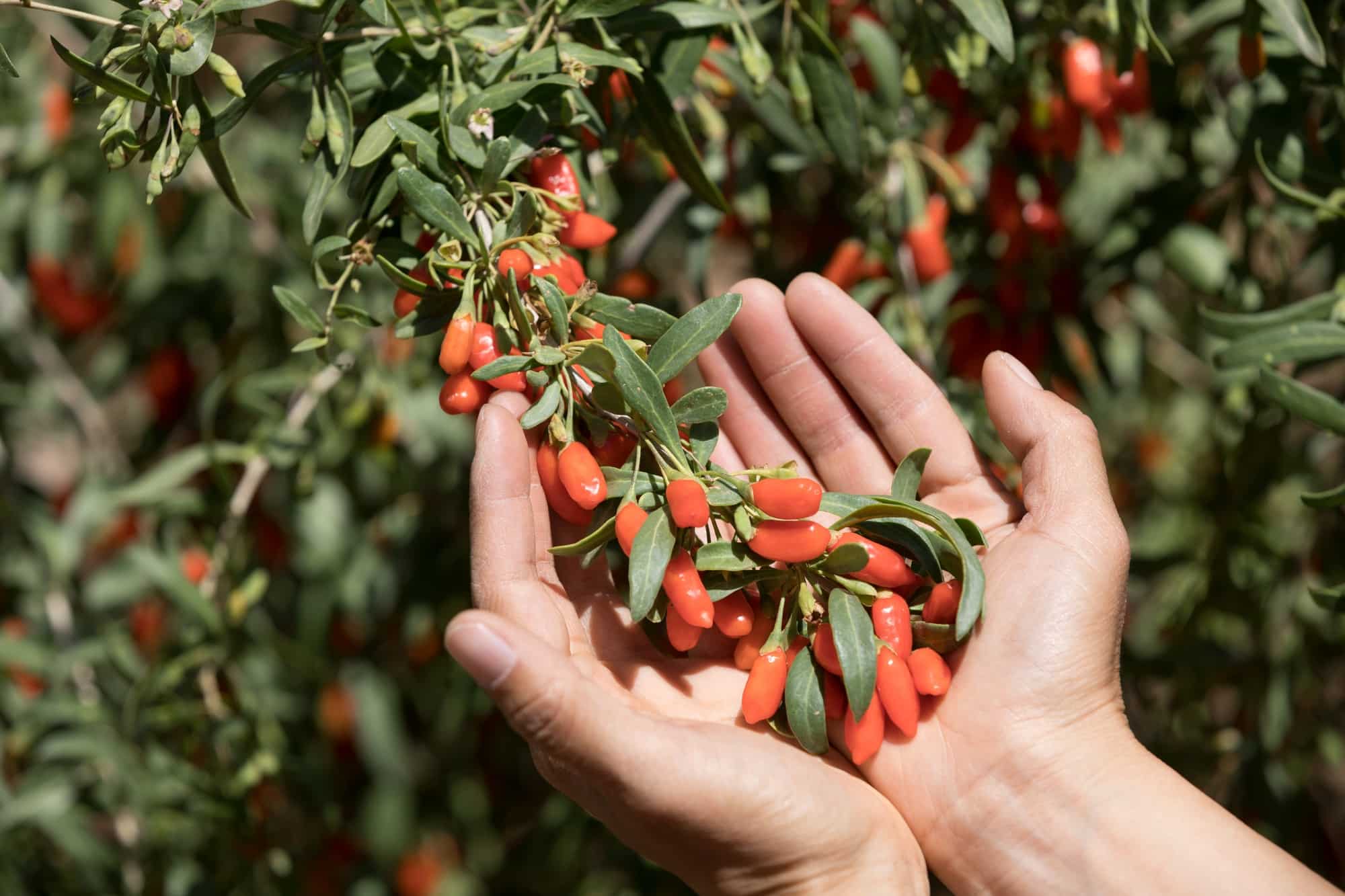 Hands holding goji berry in garden