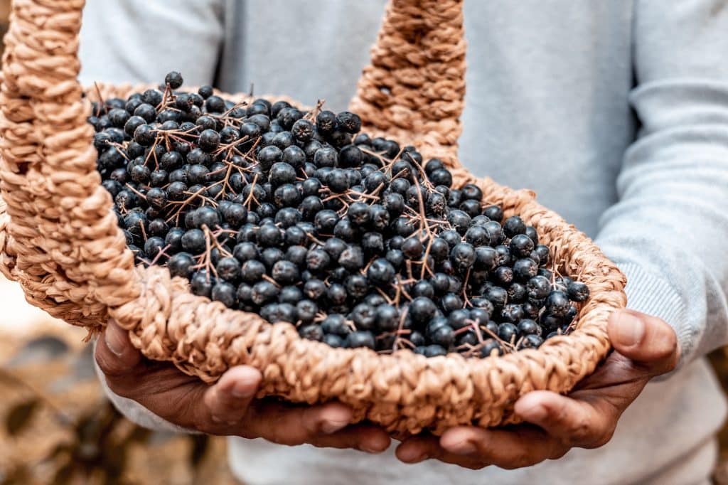 Harvest of ripe black chokeberry in basket in man hands, useful berry prevention and treatment