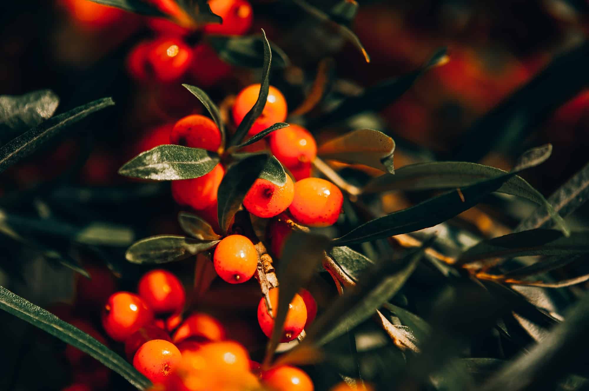 Harvest. Sea buckthorn.