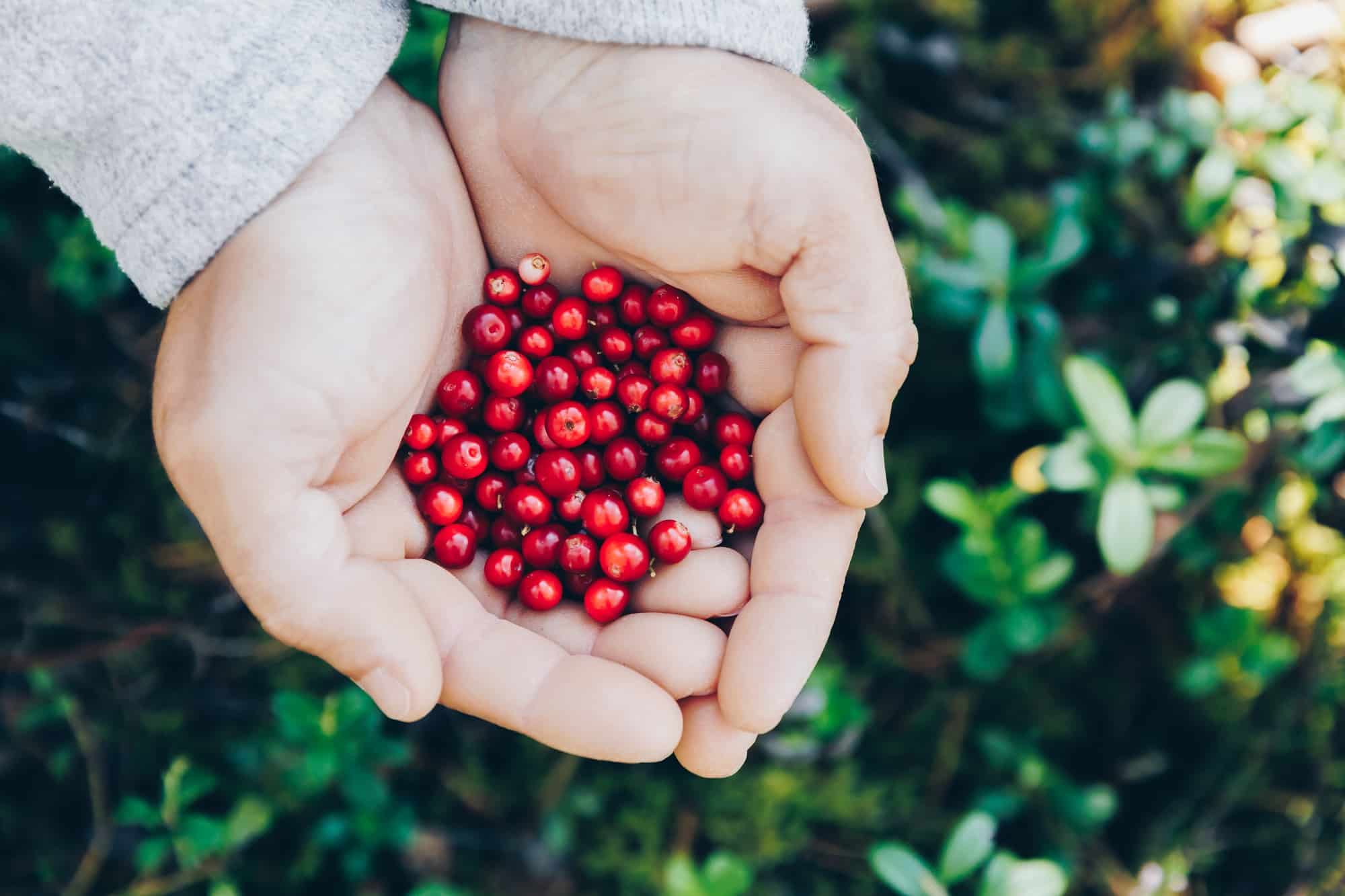 Lingonberry. Hands holding fresh red lingonberries