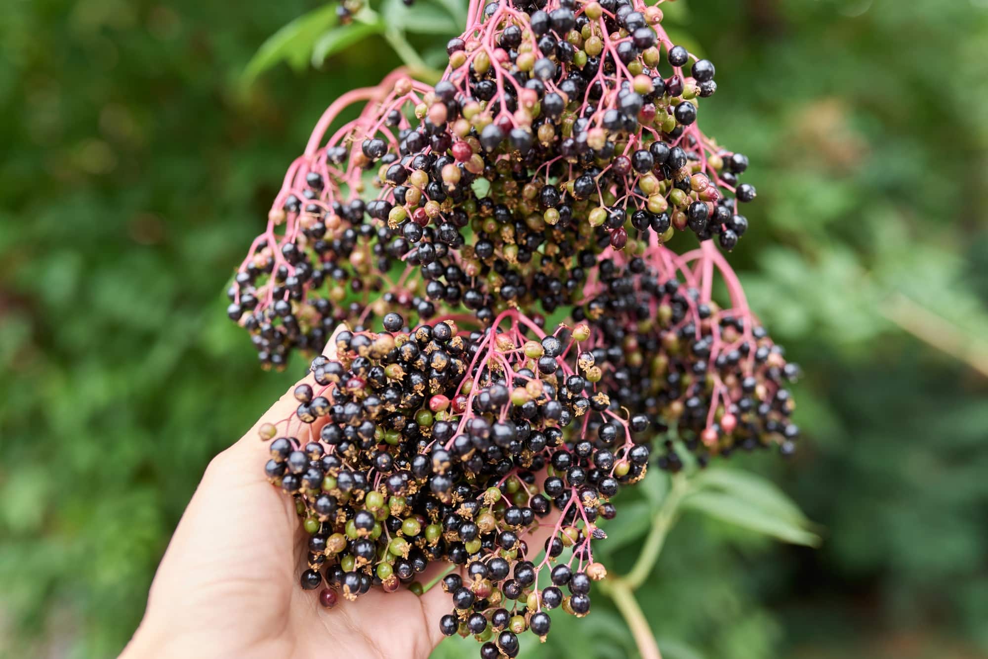Not ripe clusters with elderberries on a bush