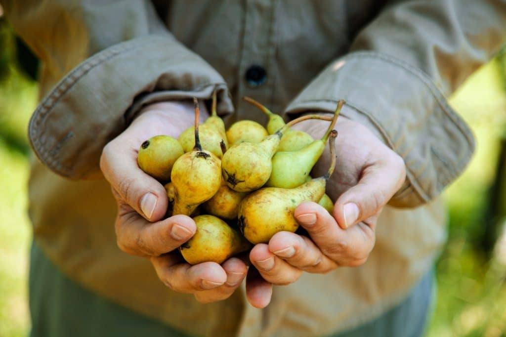 Pears