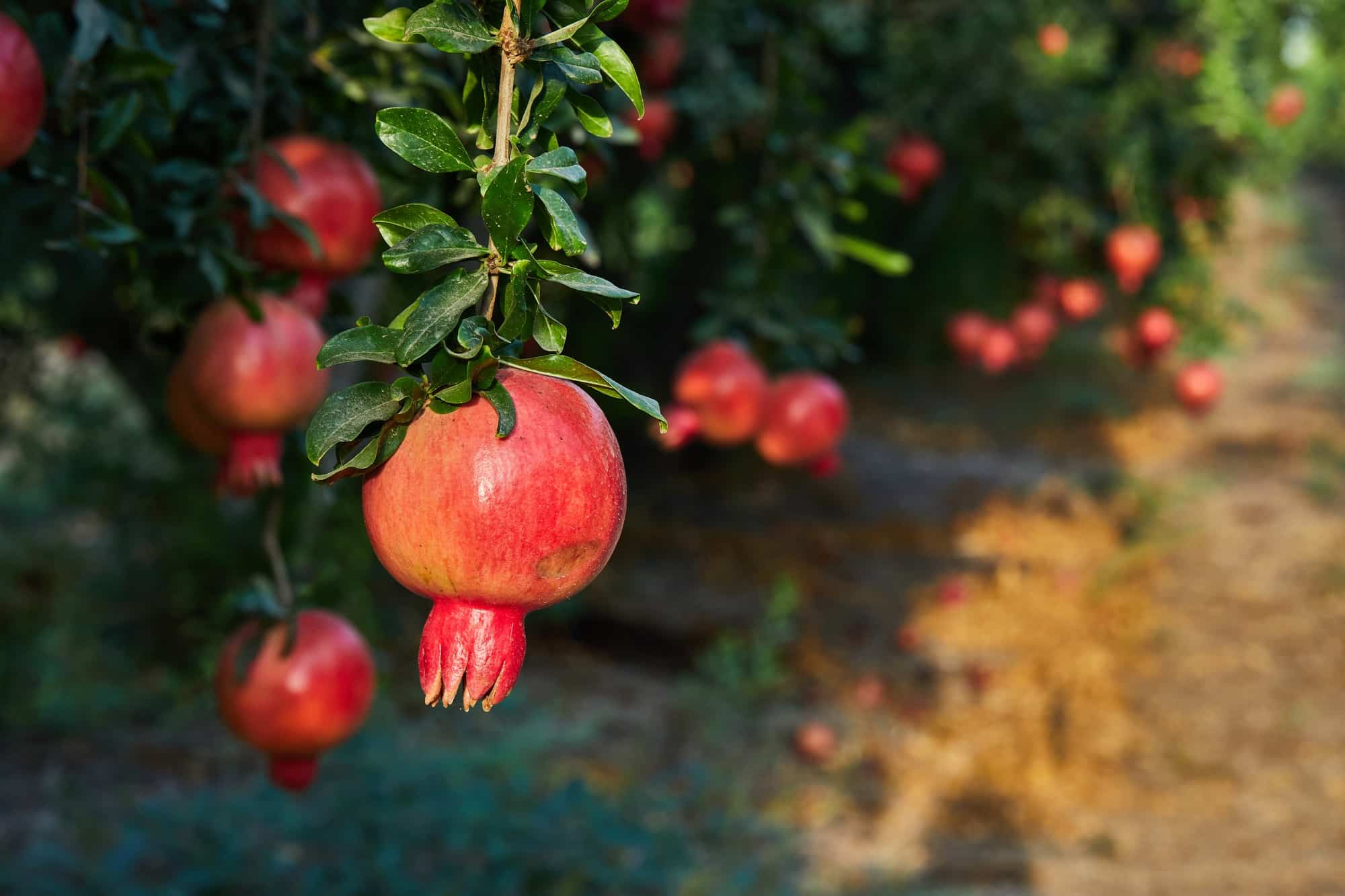 Pomegranate on pomegranate plantation in the harvest season, in the rays of the dawn sun. Ugly