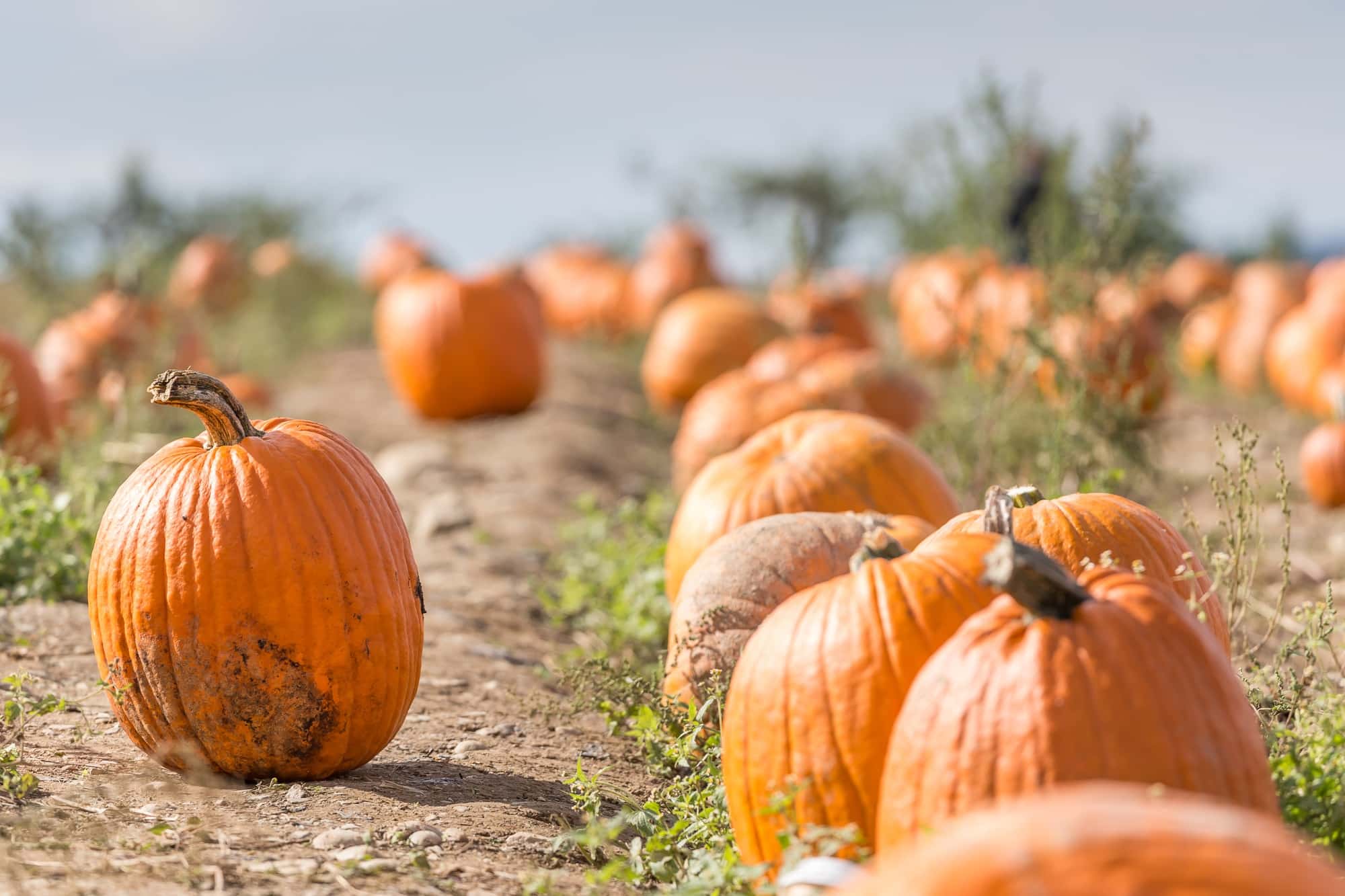 Pumpkin agricultural field at the farm in New York state