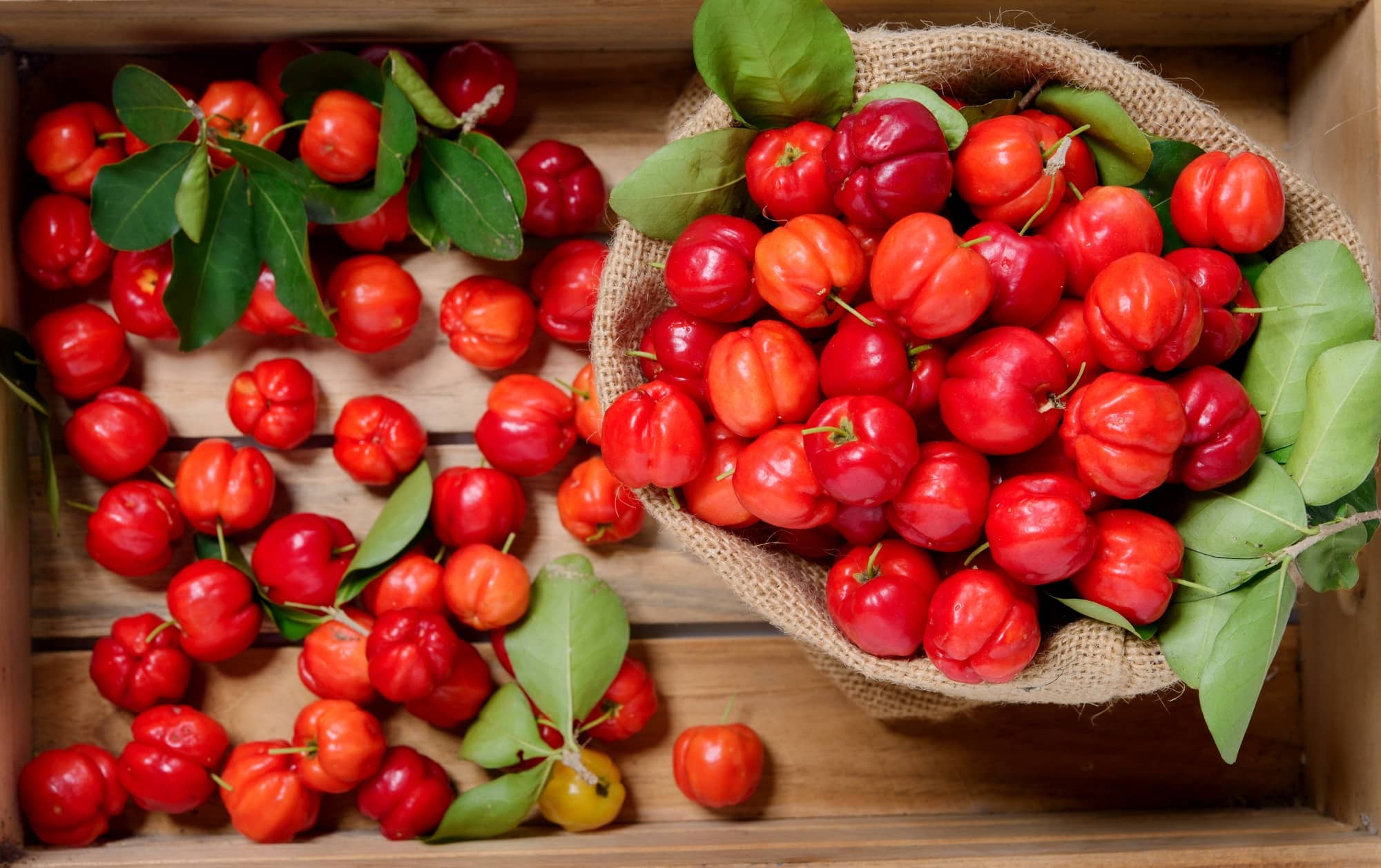 Red brazilian acerola cherry