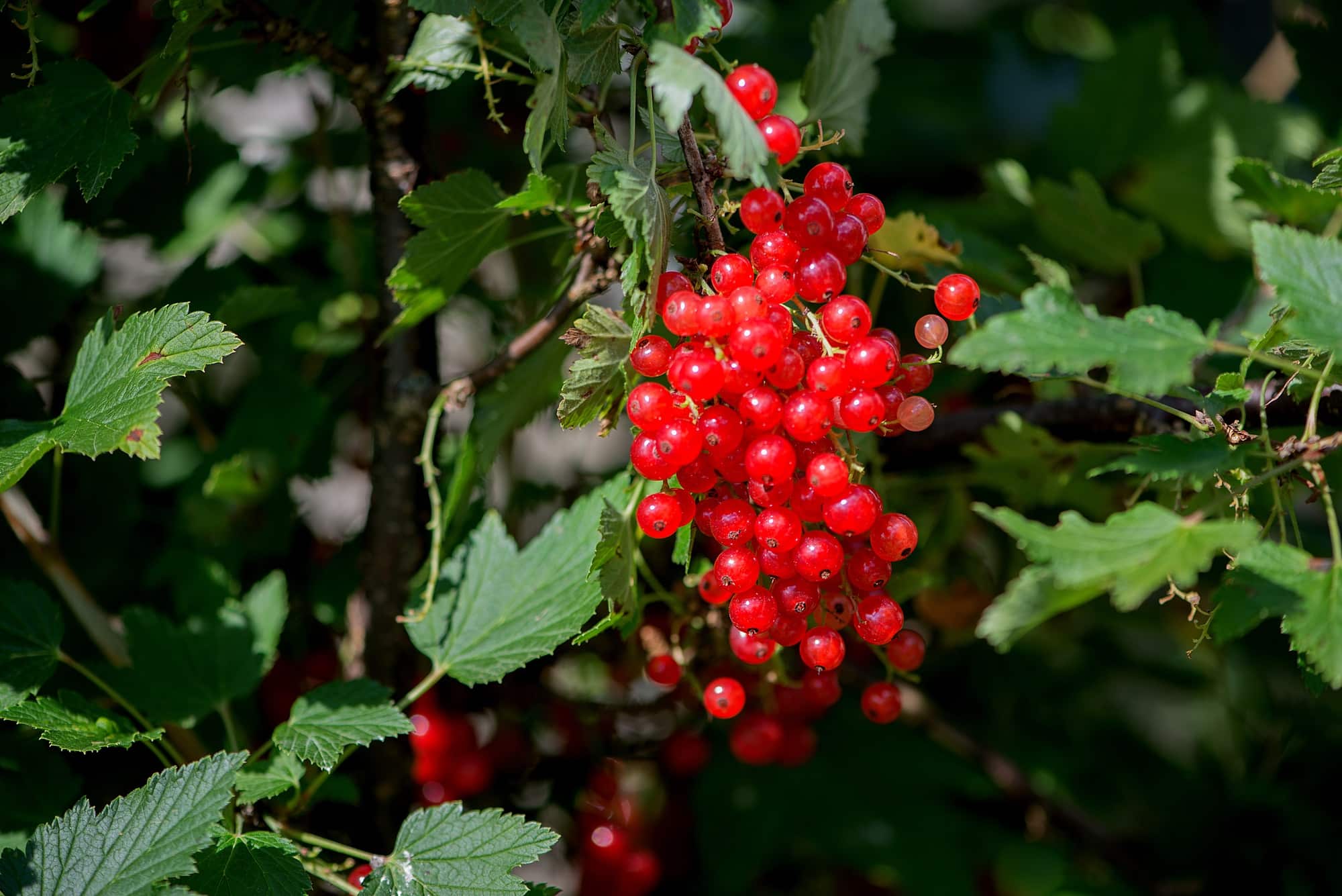 Redcurrant berries in the garden