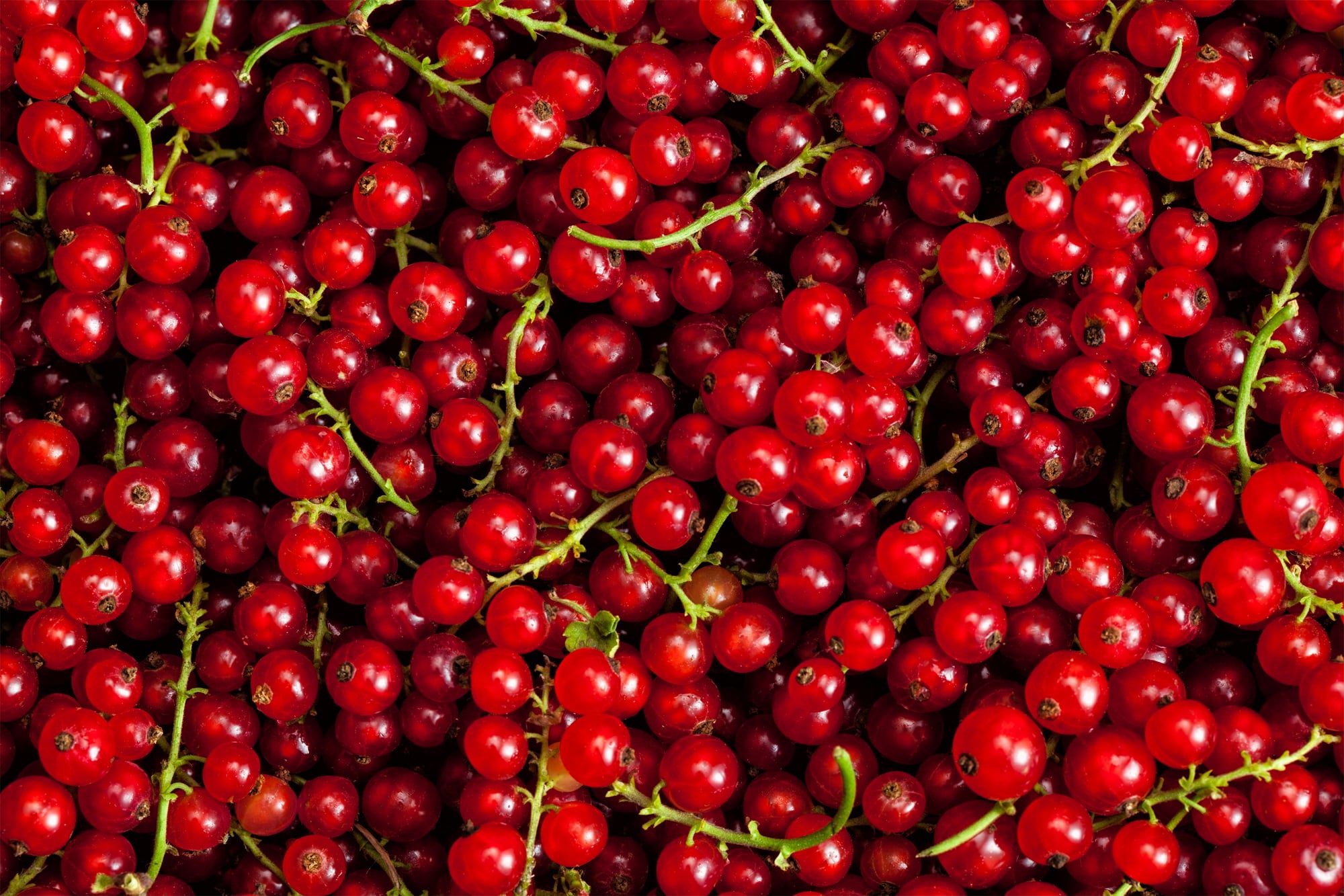 Redcurrant close up