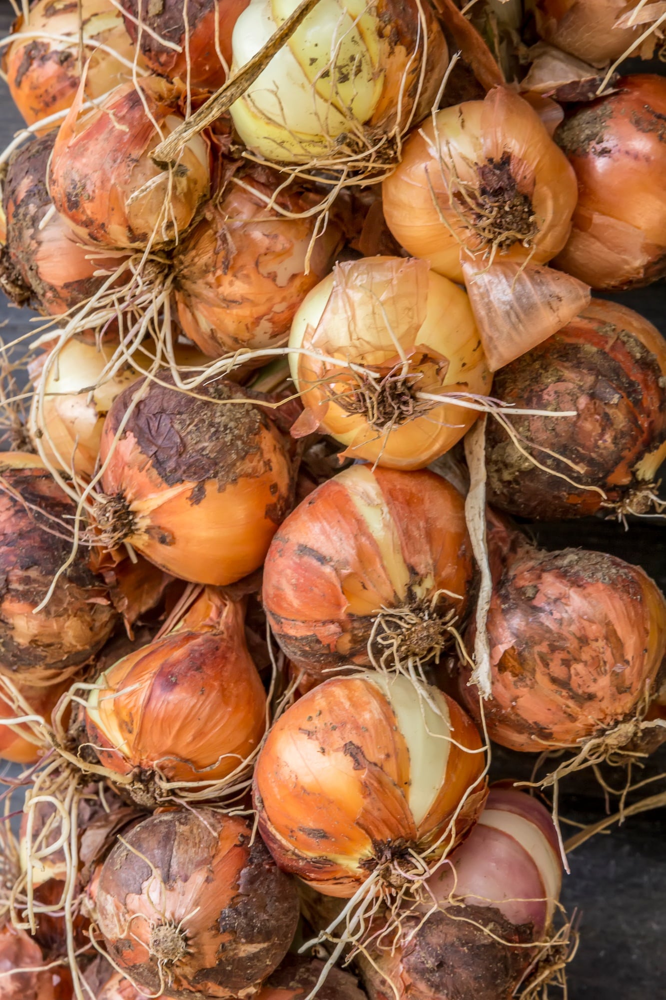 Ripe onions