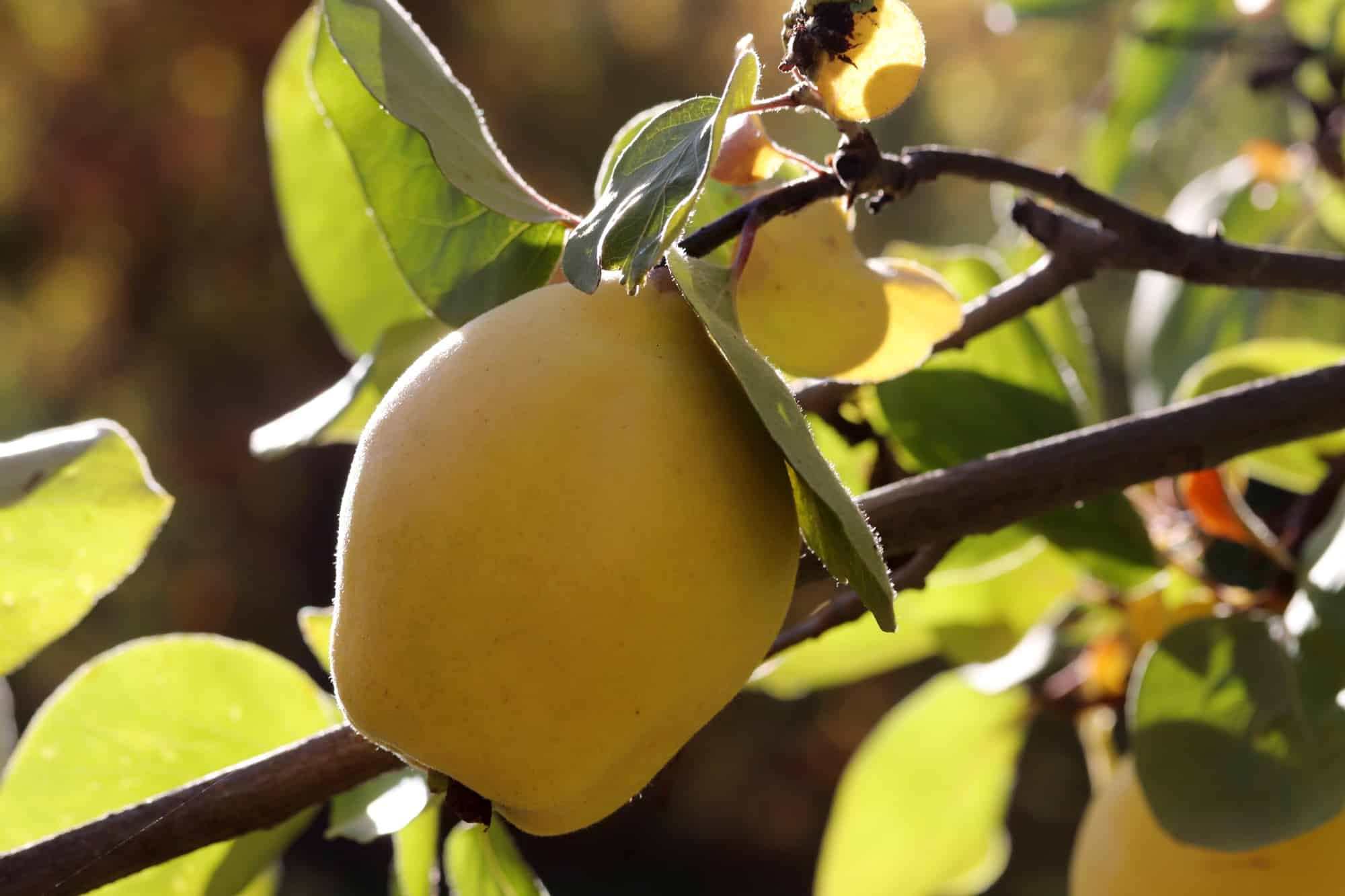 Ripe yellow quince fruit on the branch of the tree on a sunny autumn day