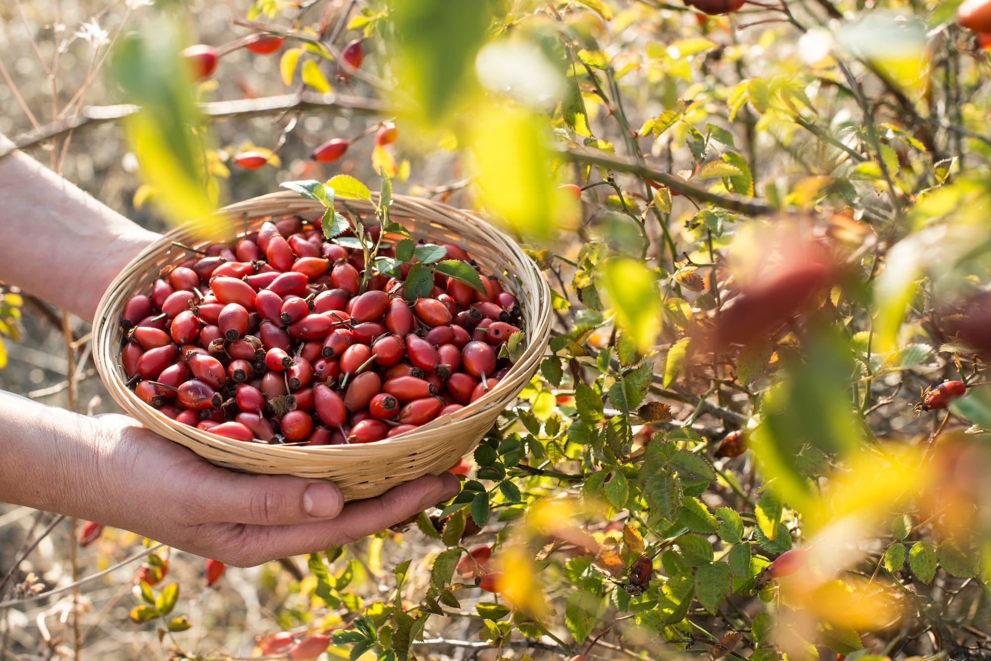 Rosehip in a basket