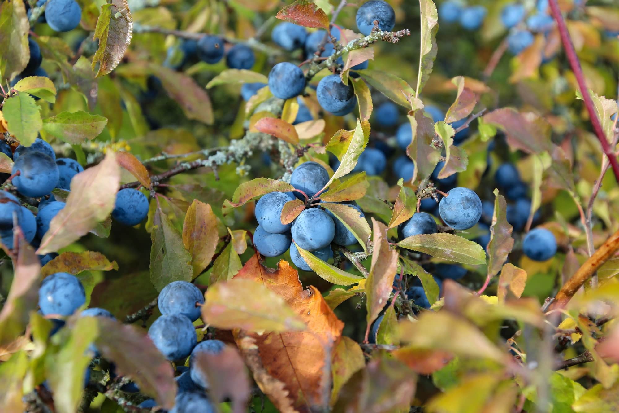 Selective focus shot of growing Blackthorns