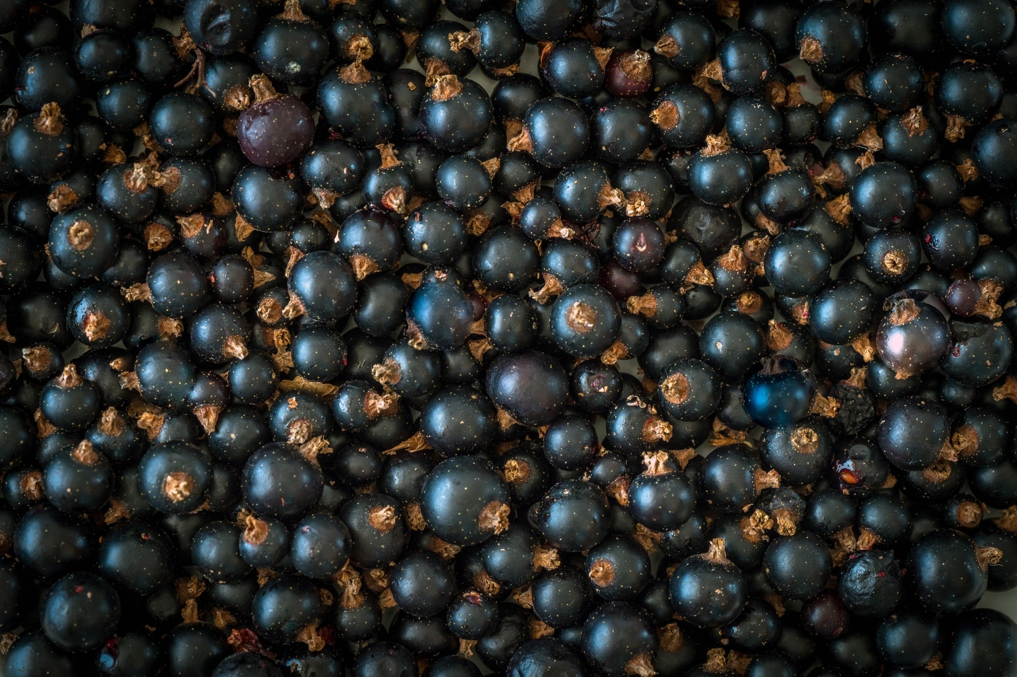 The blackcurrant (Ribes nigrum)