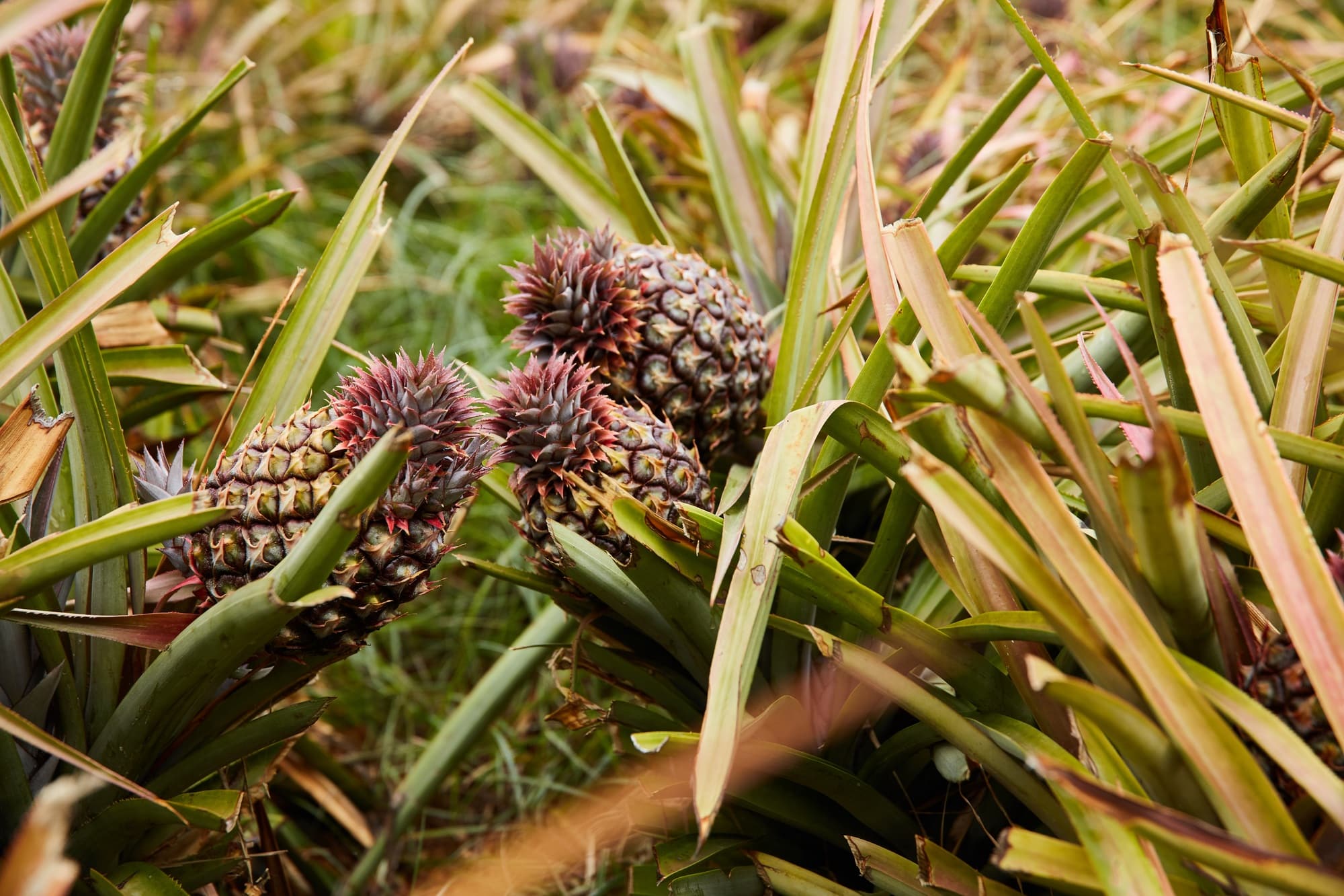 Tropical pineapples growing on tree